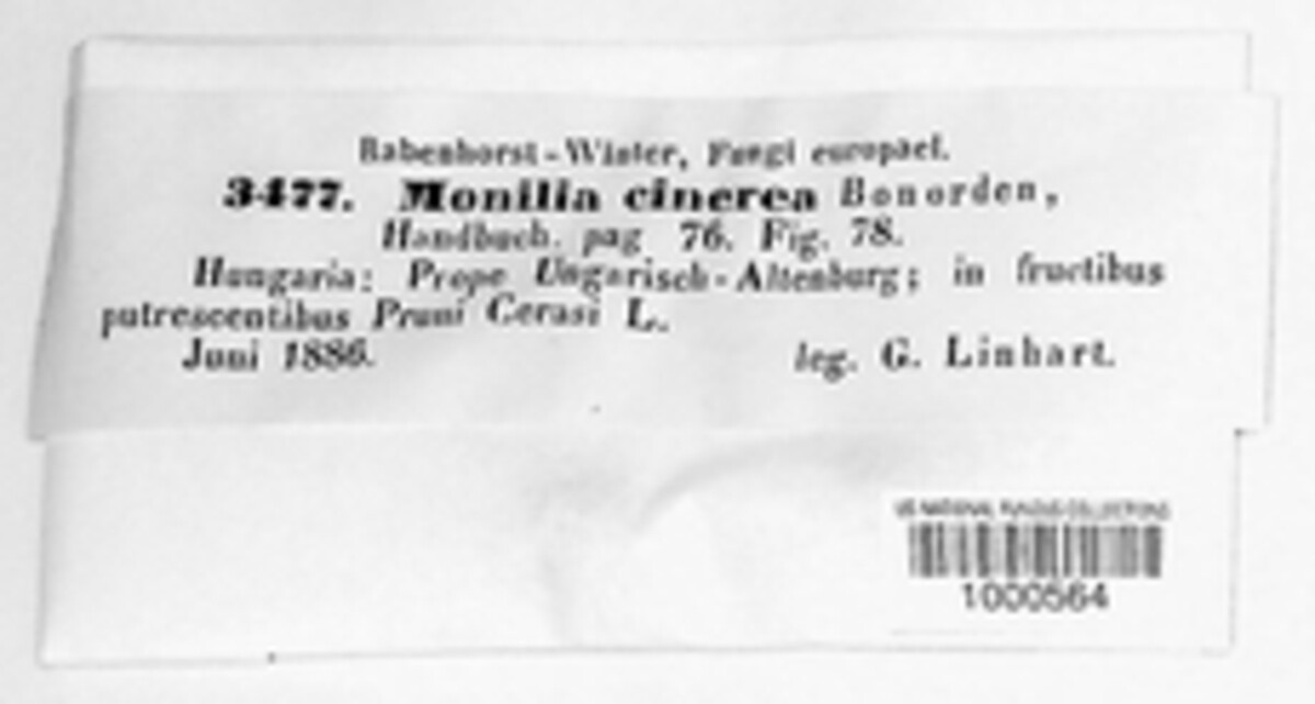 Monilinia laxa image